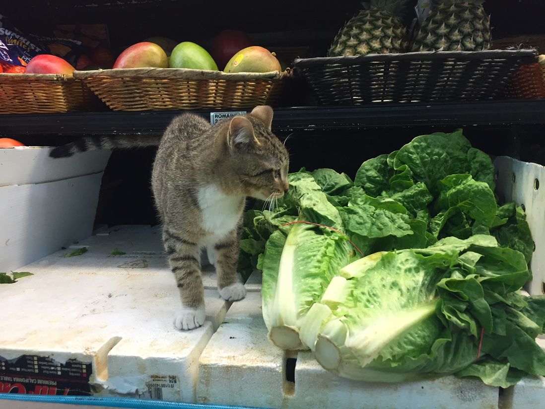 This cat is just taste-testing your produce to make sure it's good enough for your salads.<br>(Jen Chung / Gothamist)